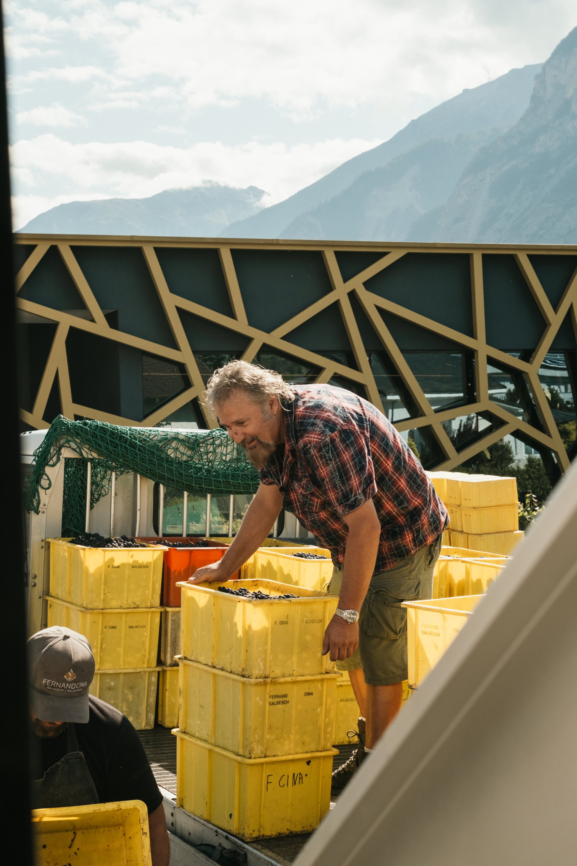 Vendanges 2025 à Salquenen – vignes de Fernand Cina au lever du soleil avec rosée sur les raisins.